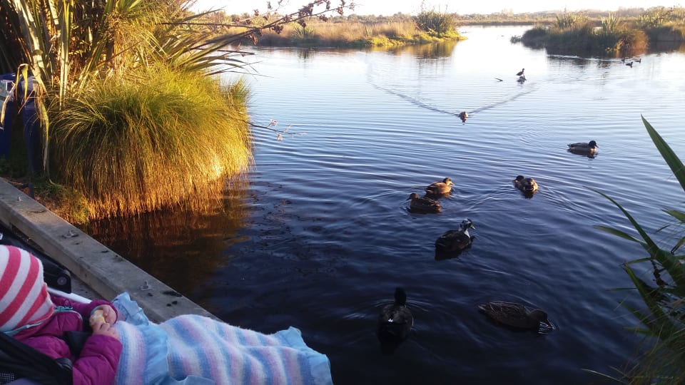 Ayla sits in her pushchair and watches the ducks in the pond at Travis Wetlands in Christchurch.
