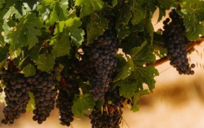 Family Activities Guide: Memorable Things to Do in Margaret River with Kids