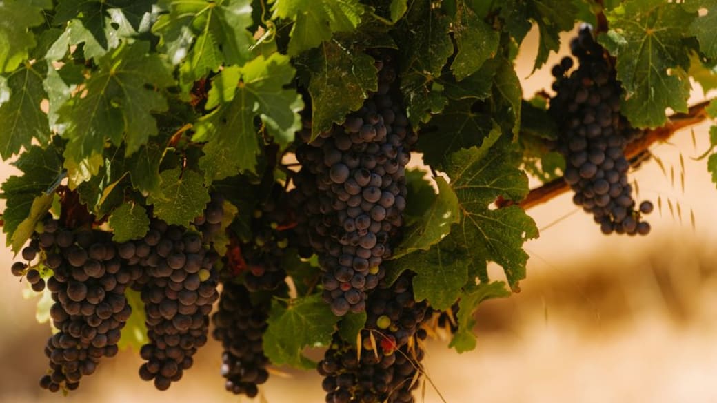 Close-up of ripe grapes on a vine in Margaret River, Australia vineyard.