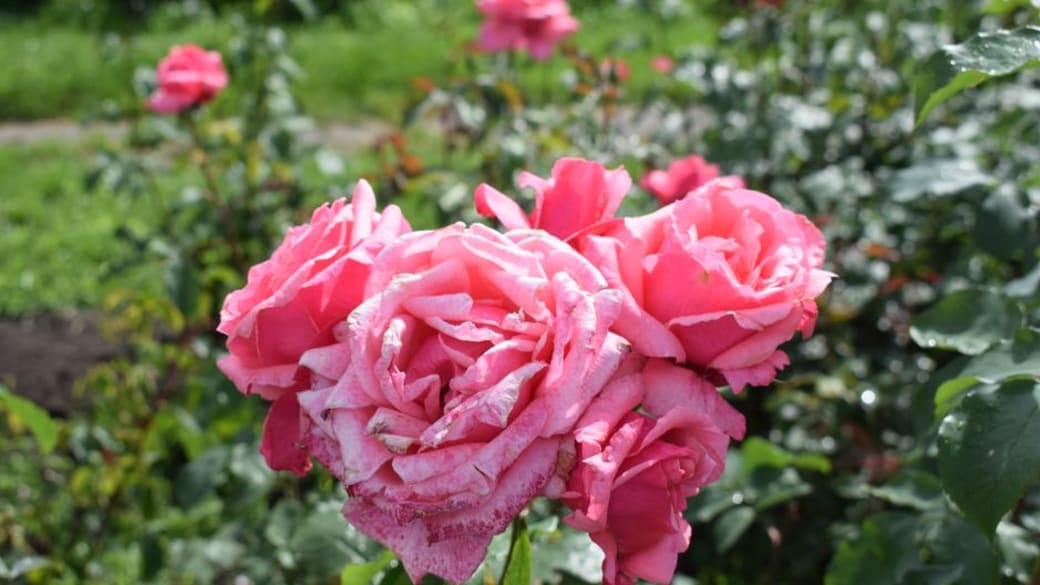 Close-up of vibrant pink roses blooming in a sunlit garden during summer.