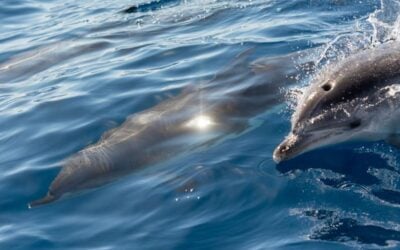 Family Activity Guide – Best Things to Do in Bunbury WA