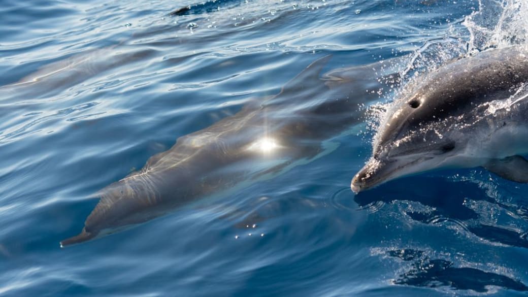 Dolphins gracefully swimming in the ocean, showcasing their natural beauty and elegance.