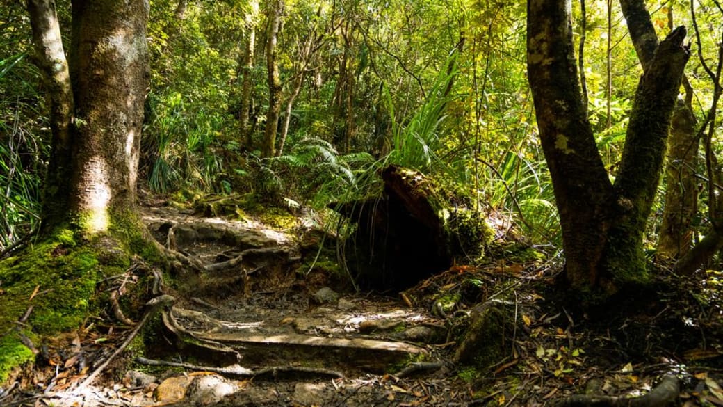 Explore the vibrant greenery and serene trails of Waikato, New Zealand.