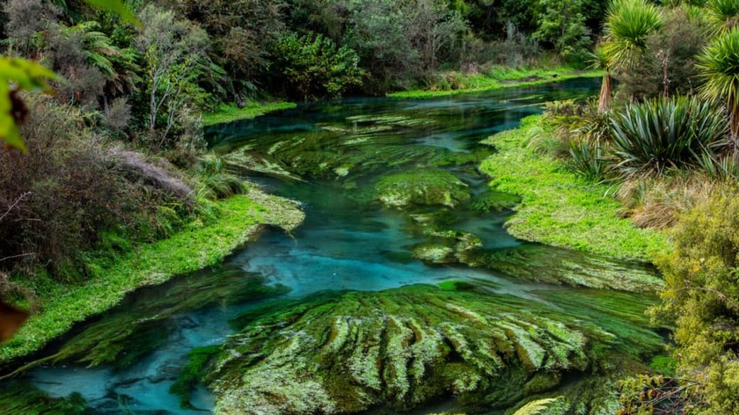 Vibrant blue waters of Blue Spring flow through lush greenery in Putaruru, New Zealand.
