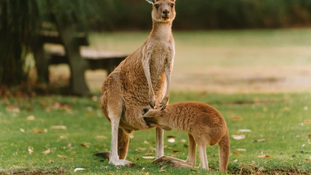 A mother kangaroo with her joey in a tranquil park setting, Perth, Australia.