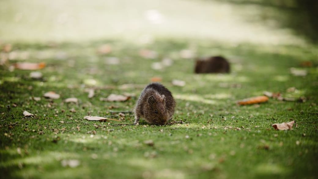 Adorable quokka munching on grass in a serene outdoor setting.