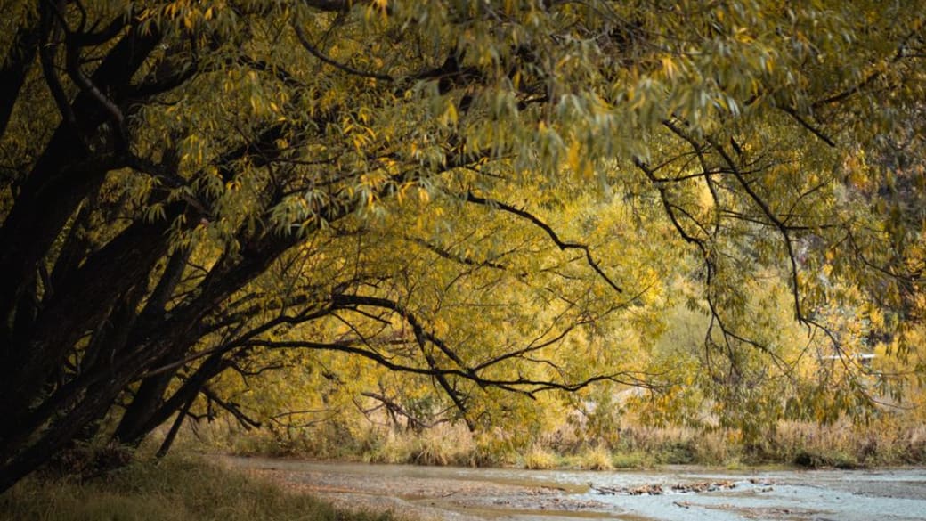 Peaceful autumn landscape with golden foliage and serene creek in Arrowtown, New Zealand.