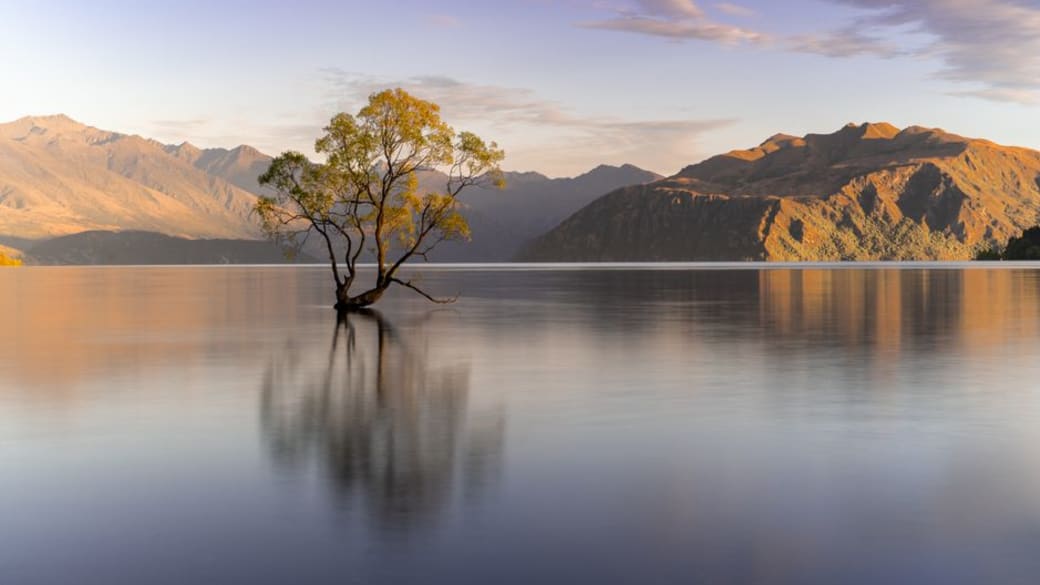 Serene view of Lake Wānaka with the famous tree, mountains, and reflections at sunrise.