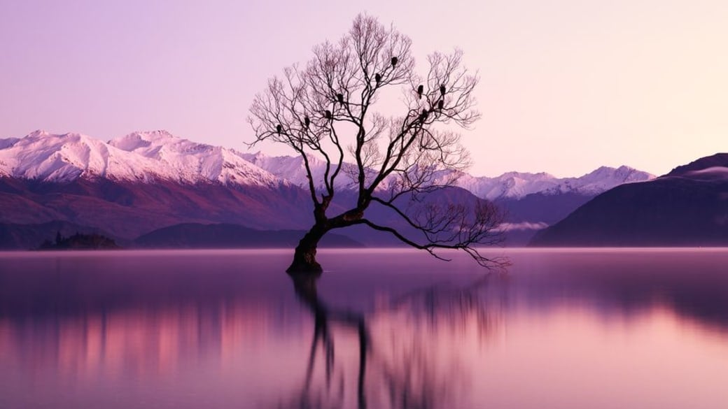 A serene landscape at dawn featuring a lone tree in a lake against snow-capped mountains.