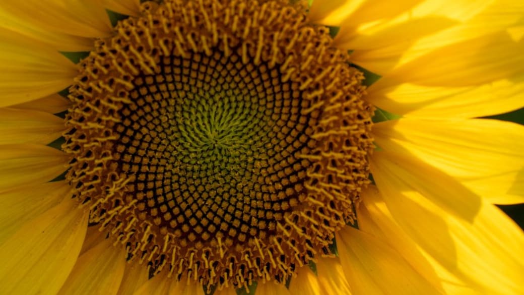 Close-up of a radiant yellow sunflower highlighting its textured center and vivid petals.