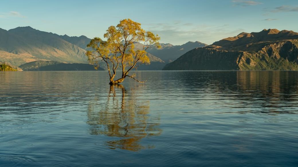Serene landscape of the famous Wanaka Tree reflecting in Lake Wanaka, New Zealand.