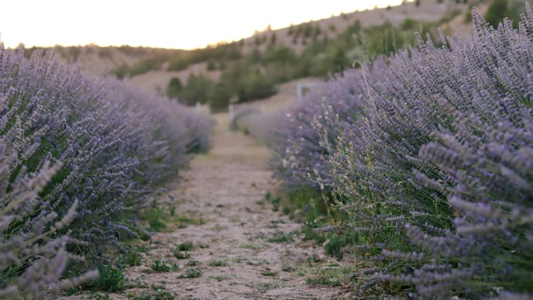 Tranquil lavender rows create a calming path at sunset, evoking peace and natural beauty.