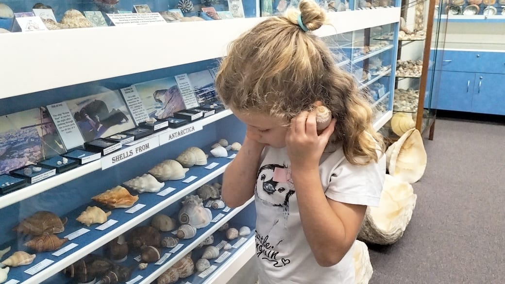 Romy listens to the sea in a shell at Shell World Yeppoon, with shell displays on the shelves behind.