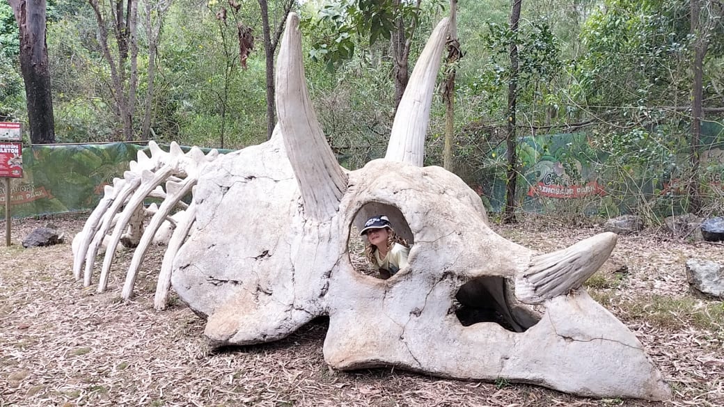 Romy looks out of the eye socket of a replica dinosaur skull at the Capricorn Coast Dinosaur Park.